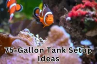 Step-by-Step 75-Gallon Aquarium Setup for Beginners