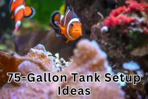 Step-by-Step 75-Gallon Aquarium Setup for Beginners