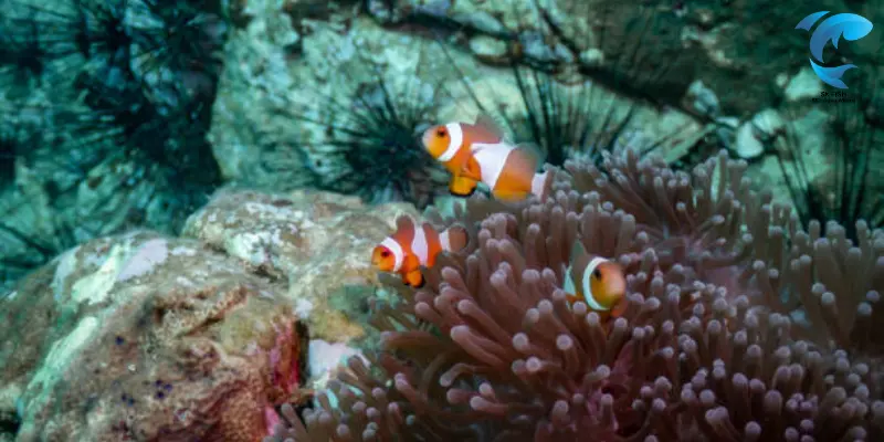 adriatic clownfish