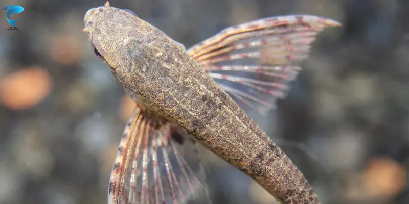 African butterfly fish