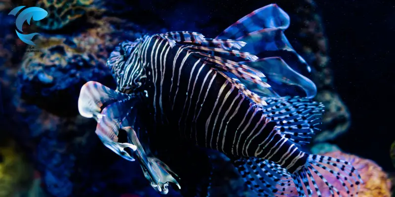 African TigerfishTigerfish