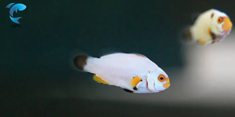 albino clownfish