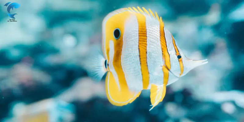 Angelfish