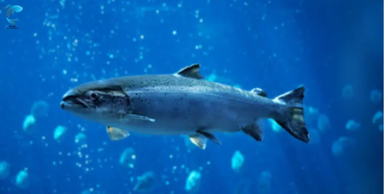 Atlantic Salmon