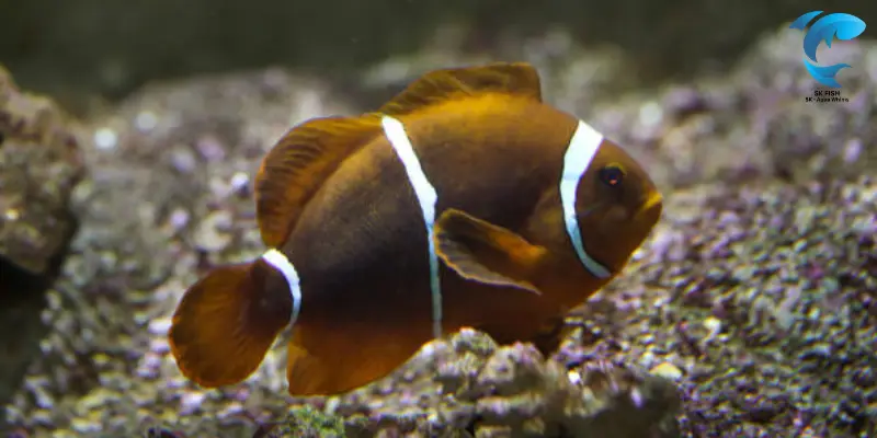 australian maroon clownfish