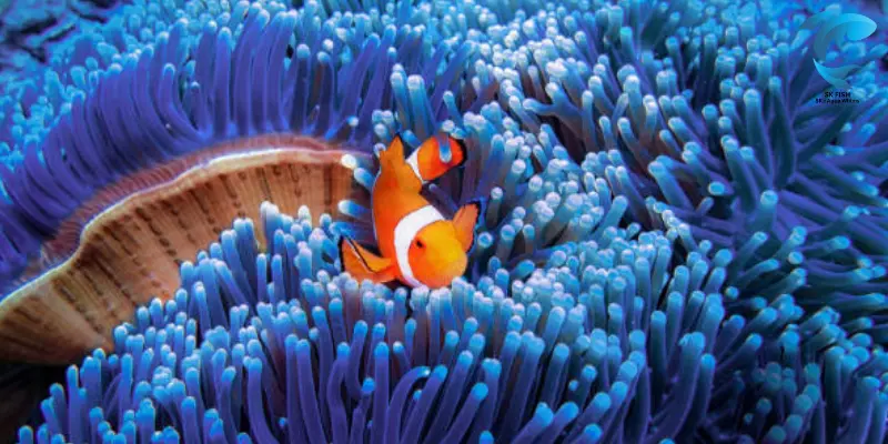 barrier reef clownfish