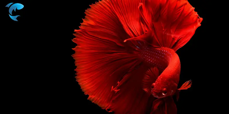Betta Fish