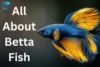 All About Betta Fish: Your Ultimate Care Resource - Post Thumbnail