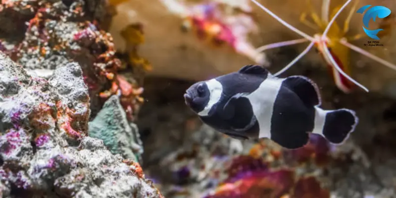 black clownfish