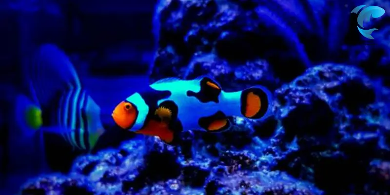 blye skirt clownfish