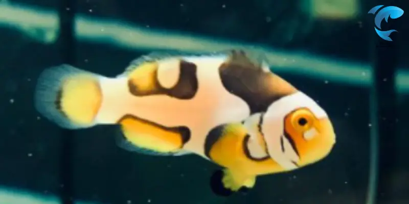 blushing clownfish