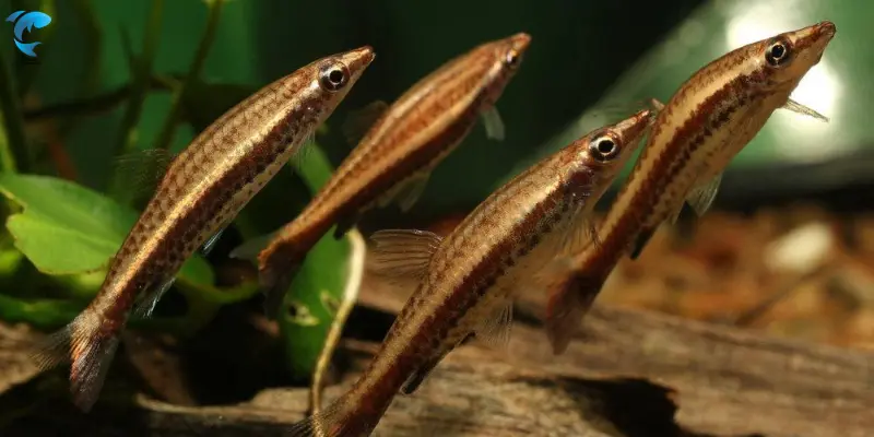 Brown Pencilfish