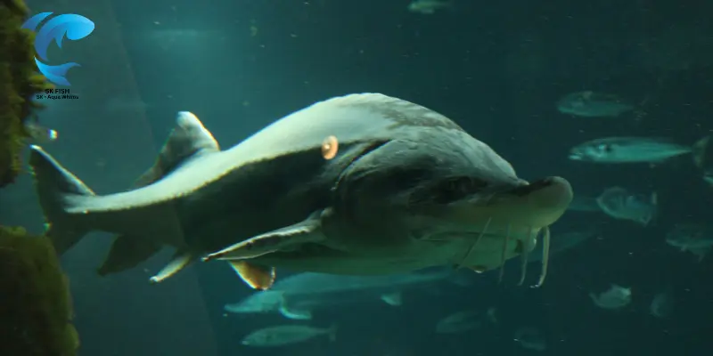 Candiru (Vampire Catfish)