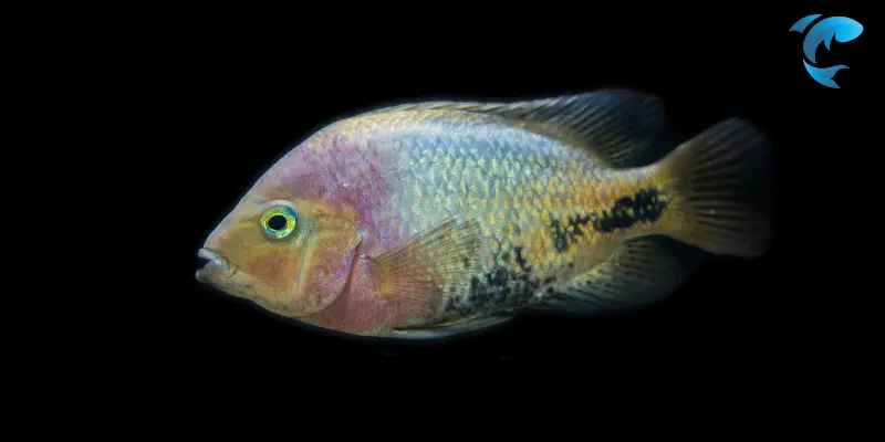 cichlids