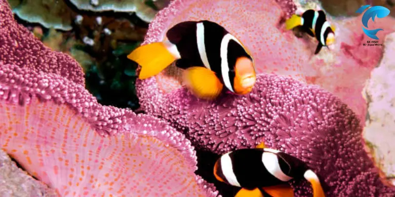 clarkii clownfish