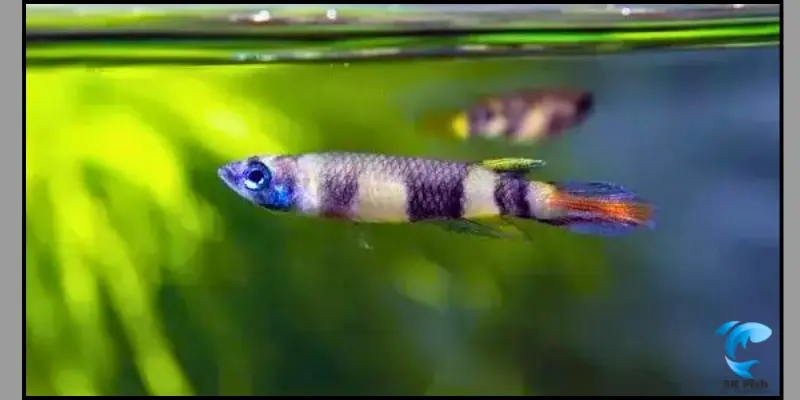 clown killifish