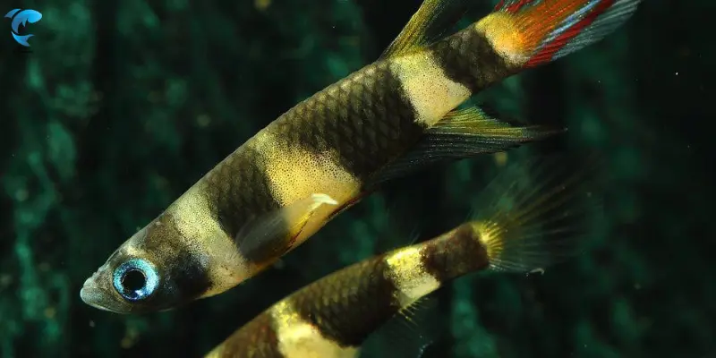 Clown Killifish