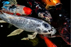 The 10 Most Dangerous Freshwater Fish You Need to Avoid