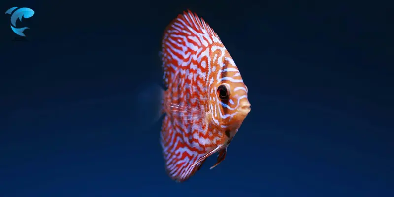 Discus Fish
