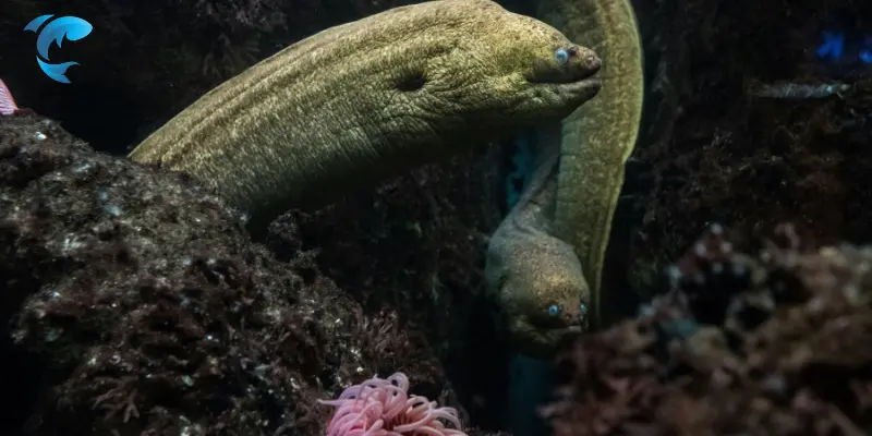 Electric Eel