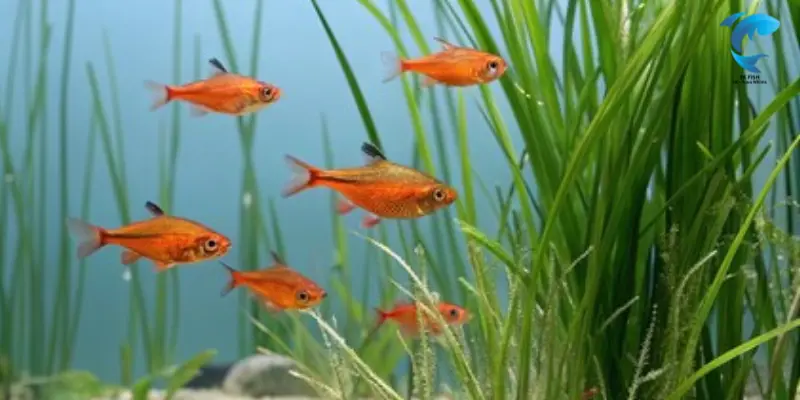 ember tetra