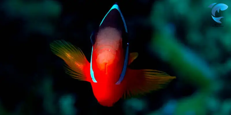 fiji clownfish