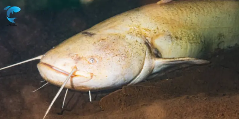 Flathead Catfish