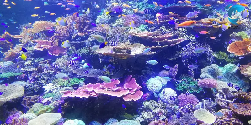 freshwater fish tank