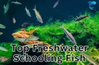 Top 10 Best Freshwater Schooling Fish for 2025
