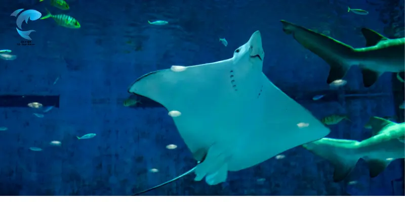 Giant Freshwater Stingray