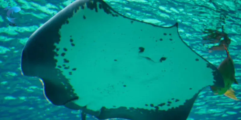Giant Freshwater Stingray