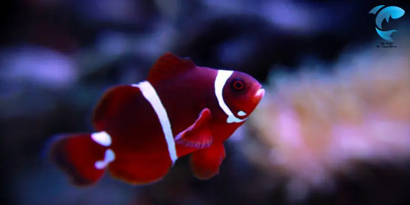 giant maroon clownfish