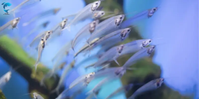 Glass catfish