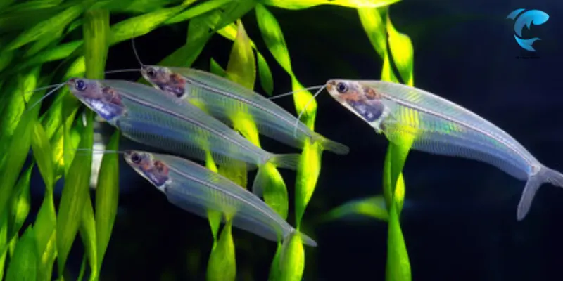 glass catfish