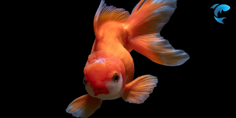 goldfish