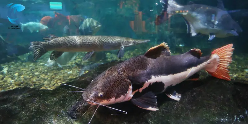 Goonch Catfish