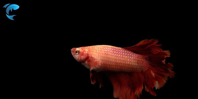 Gourami Fish