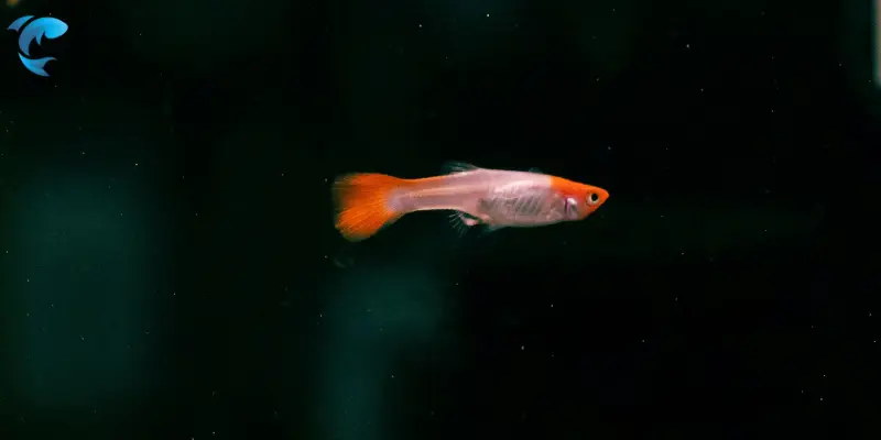 guppies