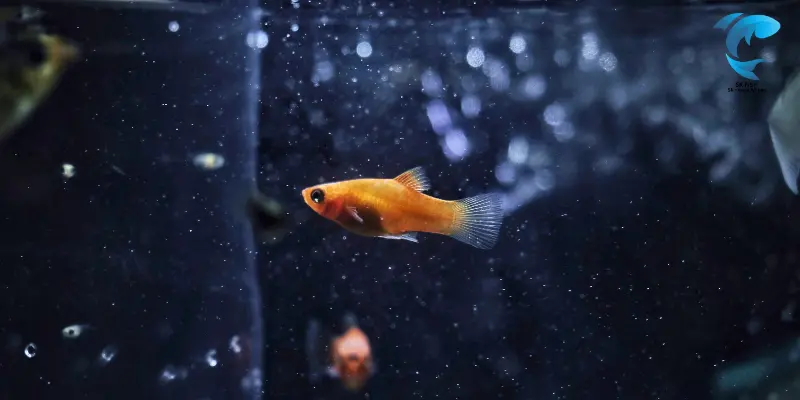 guppies