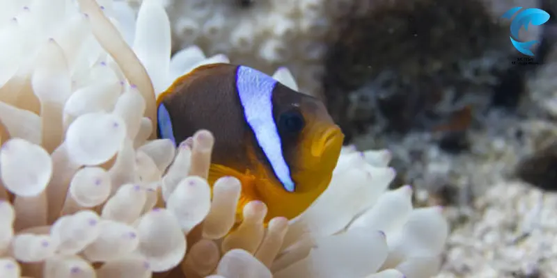 haddon's clownfish