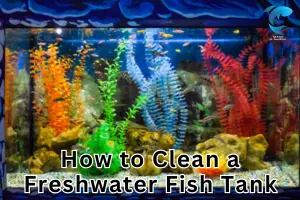 How to Clean a Freshwater Fish Tank (Step-by-Step Guide)