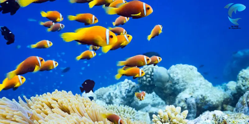 indian ocean clownfish