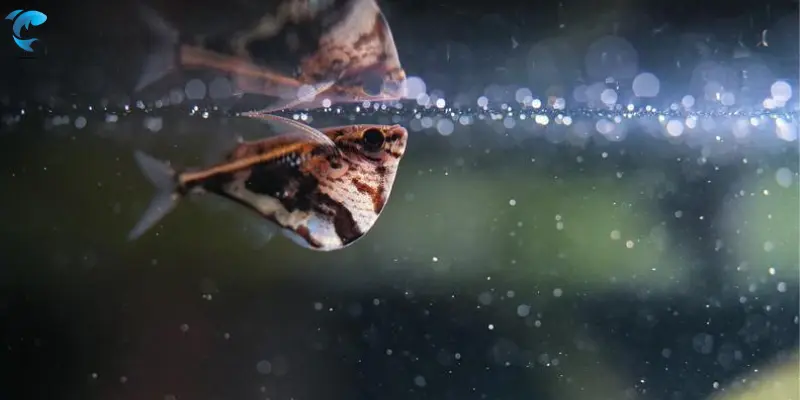 Marbled Hatchetfish