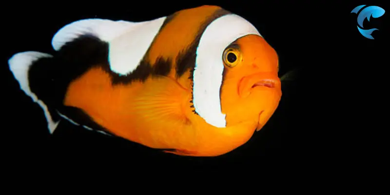 mimic clownfish