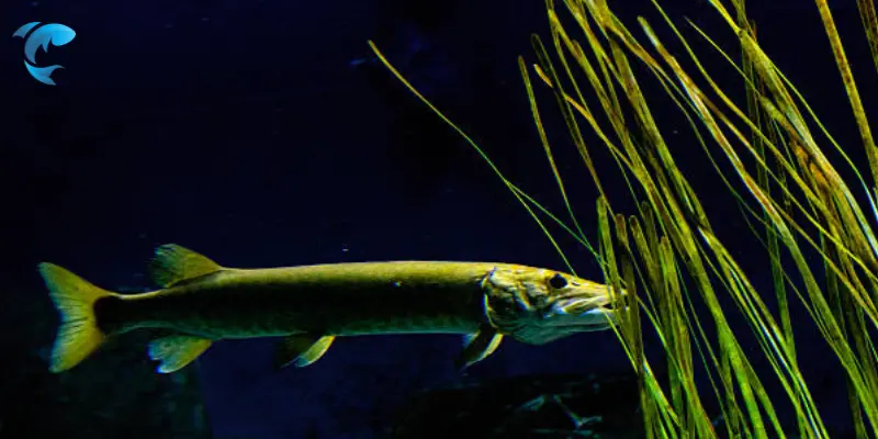 Muskellunge