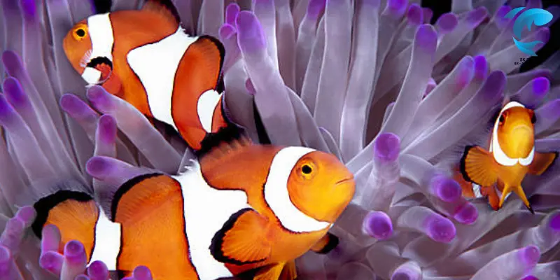 ocellaris clownfish