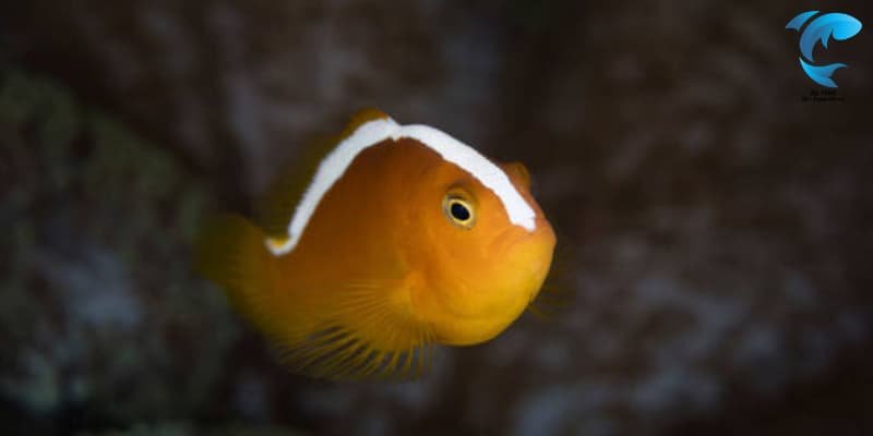 orange skunk clownfish