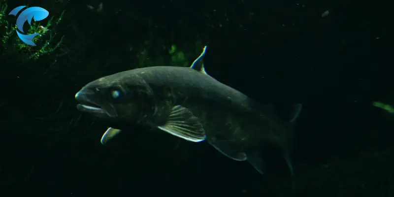 Payara (Vampire Fish)