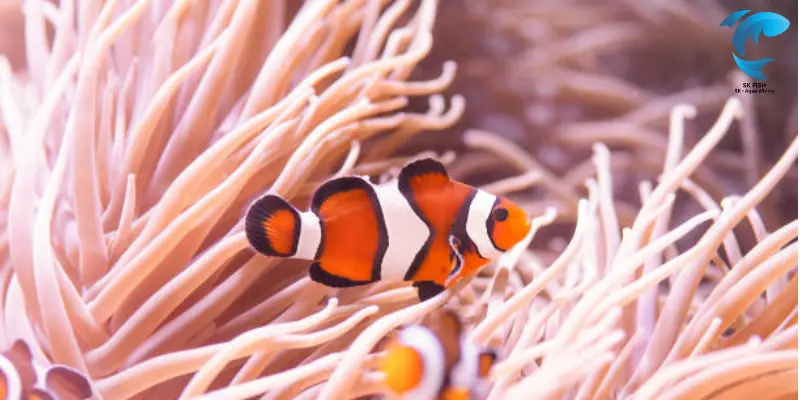 percula clownfish