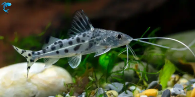 Pictus Catfish